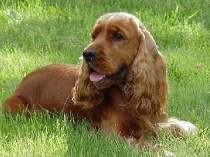 angol_cocker_spaniel.jpg